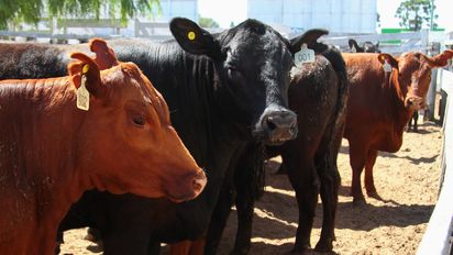 Admiten que la carne seguirá en alza y le mete presión al IPC del Indec