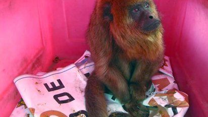Rescataron una mona carayá que estaba cautiva en un domicilio local