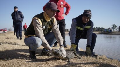 Rescataron un yacaré que había sido arrojado a una laguna de General Baldissera