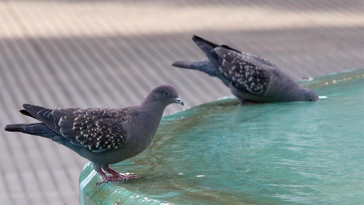 Las palomas buscan refresco en la fuente de Plaza Roca.