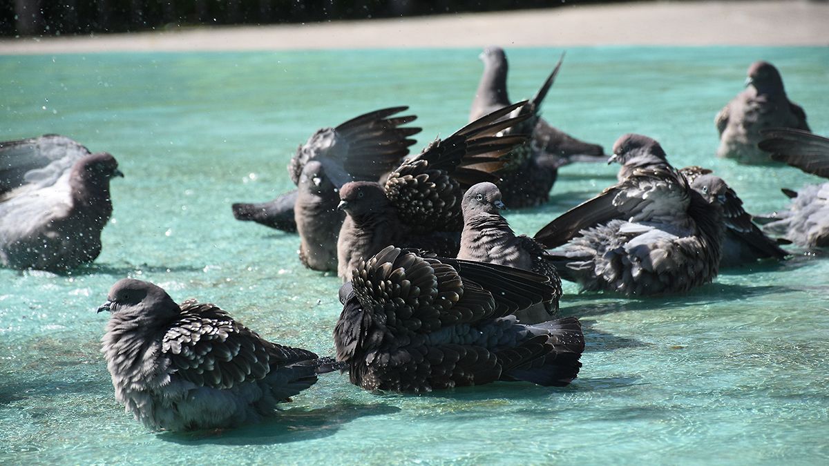 En la fuente de la plaza Roca
