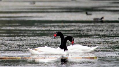 Lago Villa Dalcar: refugio para más de 70 especies de aves