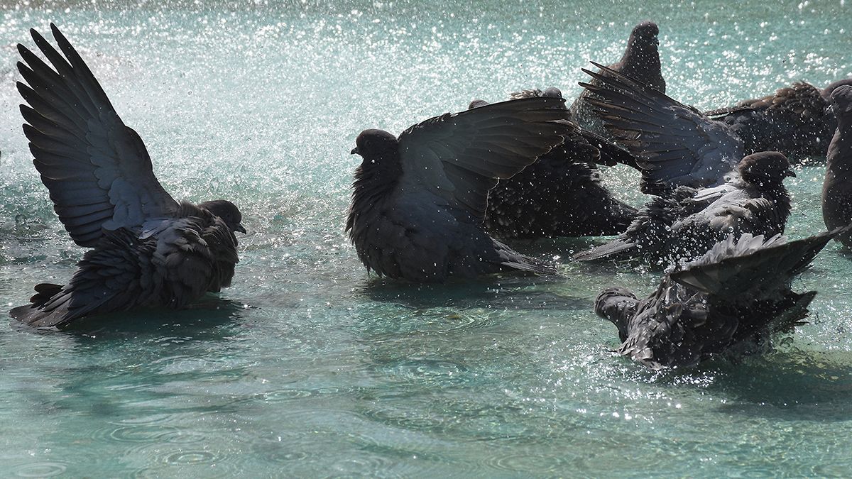 En la fuente de la plaza Roca