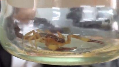 Aparecieron 6 alacranes venenosos en los últimos 45 días en la ciudad
