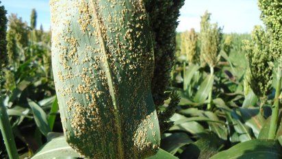 Elevada presencia de pulgones en sorgo