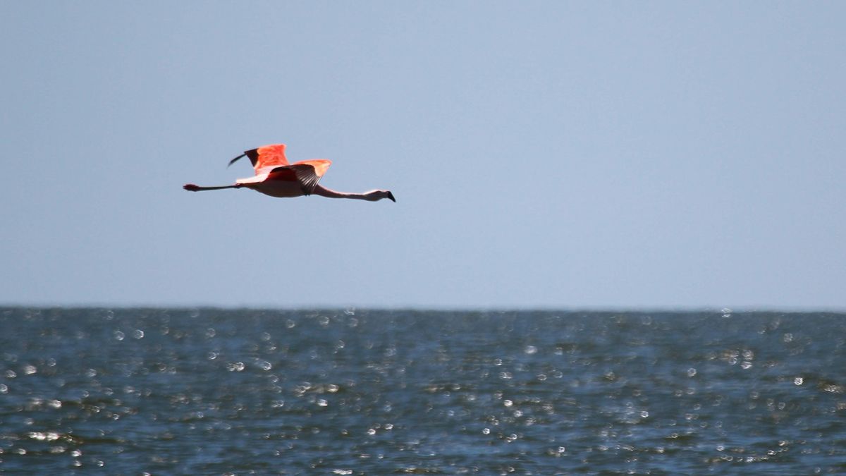 En la región se encuentra el 66% de todas las especies de aves migratorias y playeras registradas en Argentina.