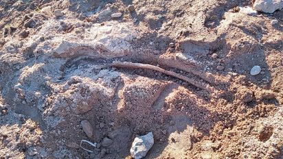 Denuncian daños en restos fósiles que yacen a la vera del río Cuarto