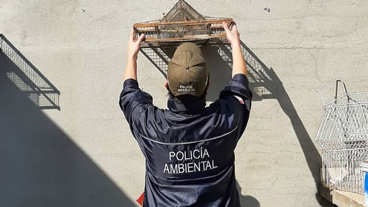 El operativo fue realizado por la Policía Ambiental.