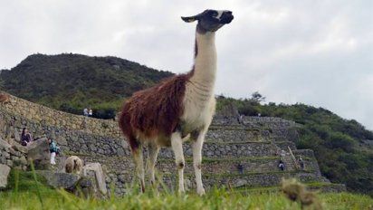 ¿Las llamas salvarán al mundo del coronavirus?