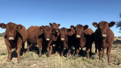 A contrapelo del país, Córdoba aumentó su stock ganadero en el último año