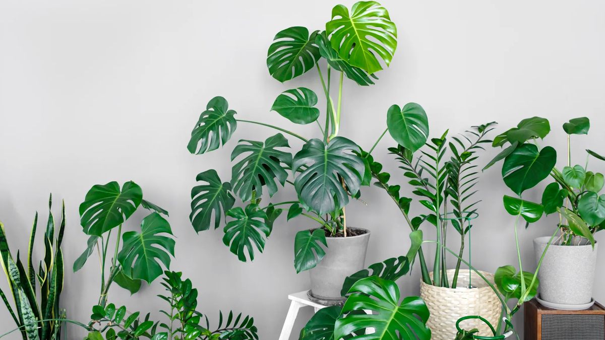 Las plantas de interior además de llenar de verde tu hogar