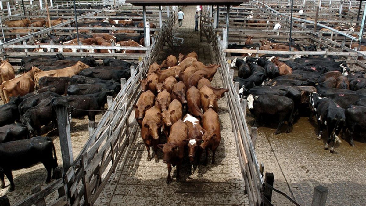 En 2001 se aprobó una ley que prohíbe el ingreso de ganado vacuno en pie a la CABA. La norma fue prorrogada 17 veces.