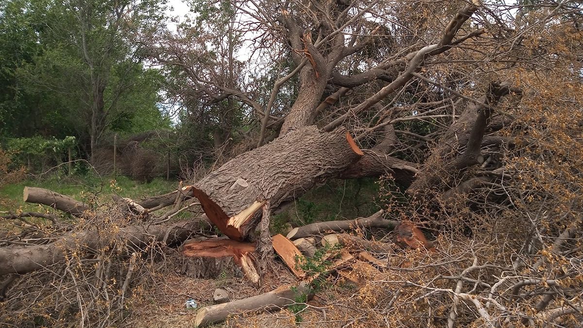 Una tala de árboles nativos centenarios generó indignación en Huinca Renancó