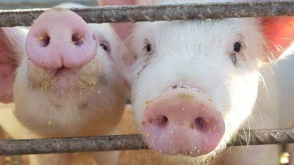 Pierde impulso la faena de cerdos por mayores costos de los productores