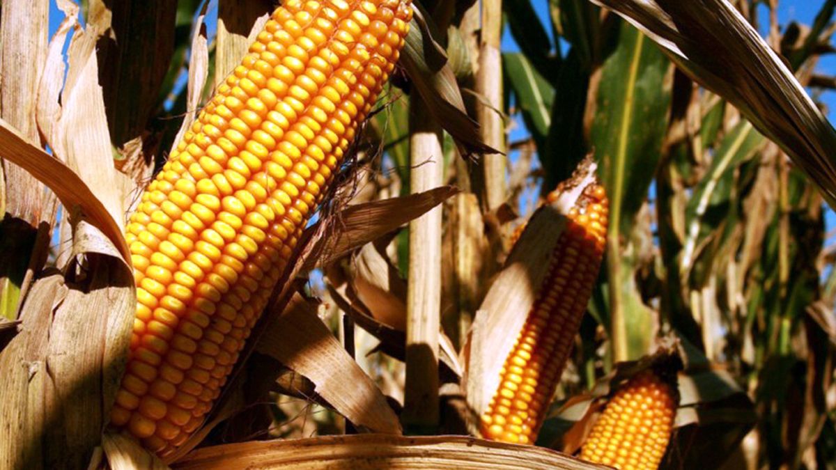 Llos futuros de maíz vuelven al terreno positivo y cierran la jornada con ganancias.