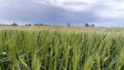 Llegaron las lluvias a Córdoba, aunque la situación hídrica sigue siendo crítica por extensa sequía