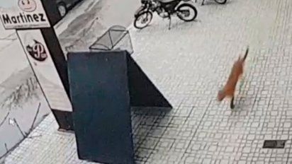 Alarma en Villa María por un puma suelto en bulevar Italia