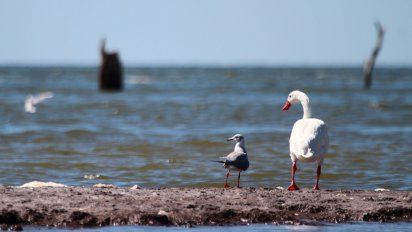Un recorrido fotográfico por Ansenuza, futuro Parque Nacional