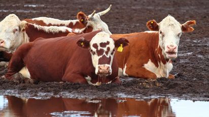 En el semáforo de la producción, el maní pasó de verde a amarillo pero mejoró la carne bovina