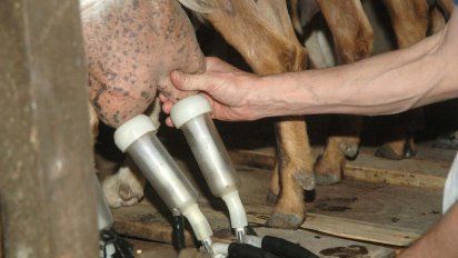 Justifican el faltante de leche por los altos costos y el cierre de 500 tambos
