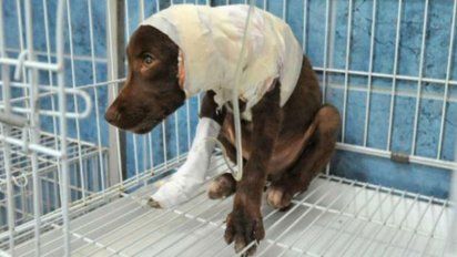 Un año de prisión al peluquero acusado de despellejar a Chocolate