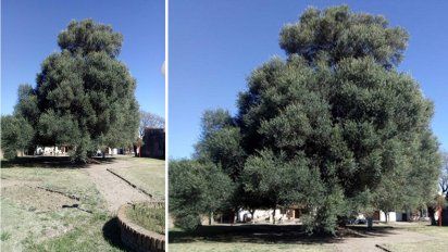 La historia del olivo de Bengolea llega a la Feria de Ciencias Nacional