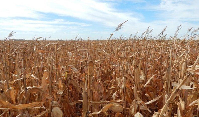 El coordinador de la Regional, José Cuello, dijo que el análisis de la campaña permitió obtener datos “muy buenos desde los productivo y agroecológico”.