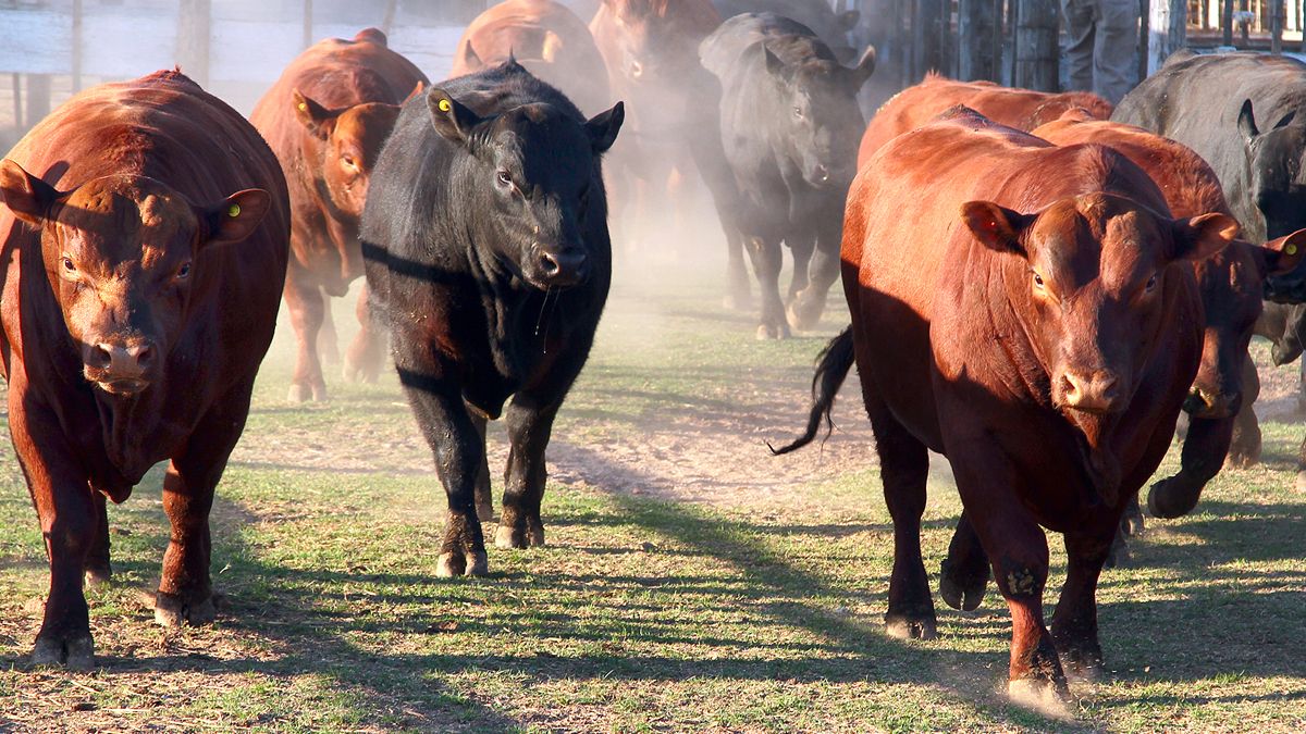 Mañana habrá 40 toros Angus negros y colorados de La Bellaca bajo remate de Darwash con muy buena financiación.
