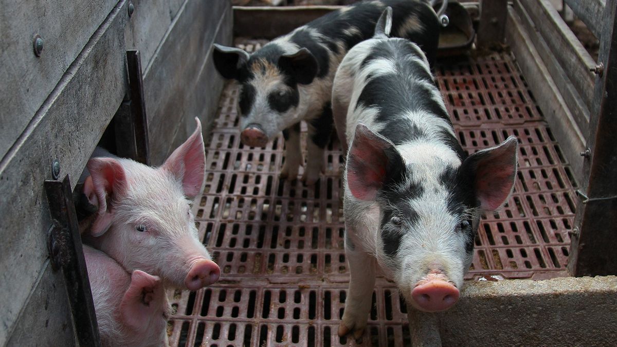 Las granjas poco eficientes tienen márgenes más apretados pero aún siguen siendo positivos en la producción de cerdos.