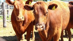 La faena cayó 10% en el año y eso explica en parte el precio sostenido de la carne a pesar de la retracción del consumo en el país.