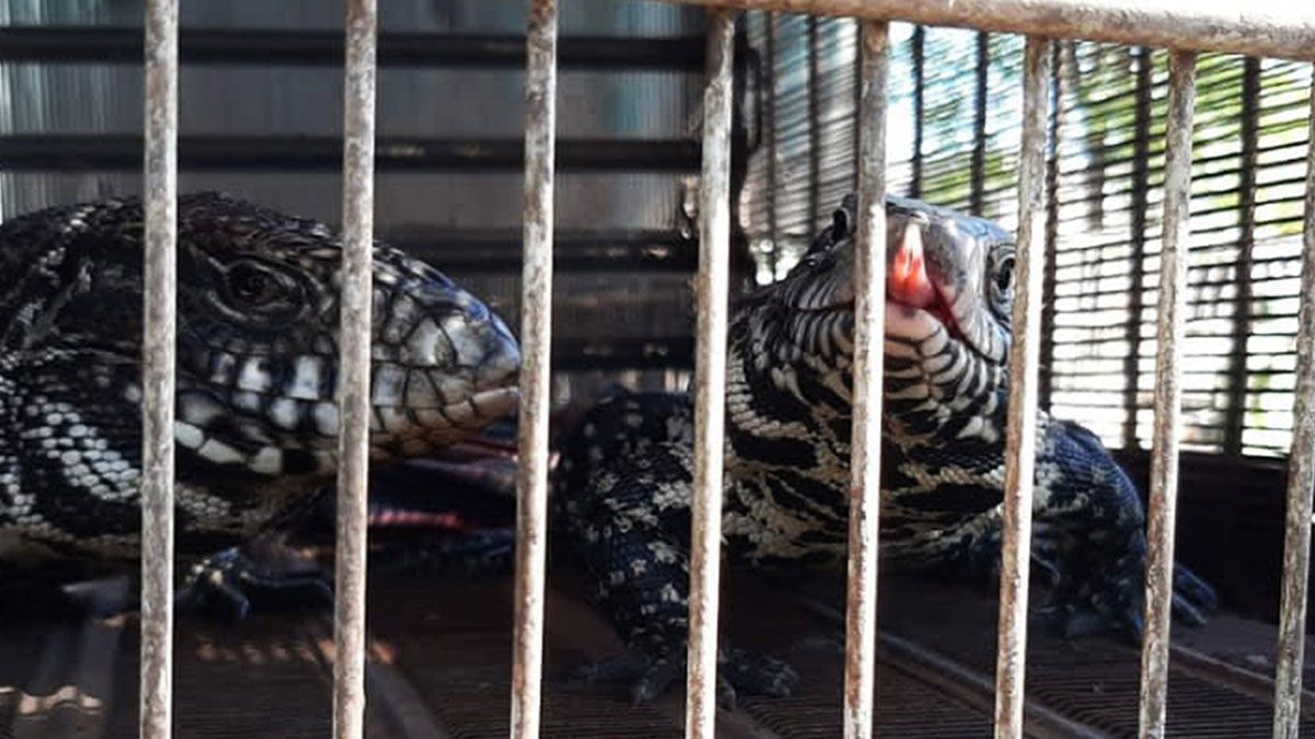 Tras una investigación, la Policía Ambiental rescató 57 animales silvestres en La Carlota