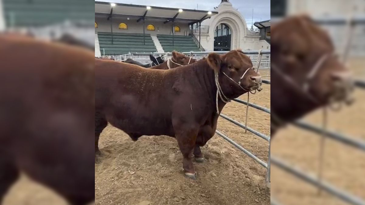 Paulino, el primero en llegar a la 83ª Expo Otoño Angus: de Río Cuarto ...