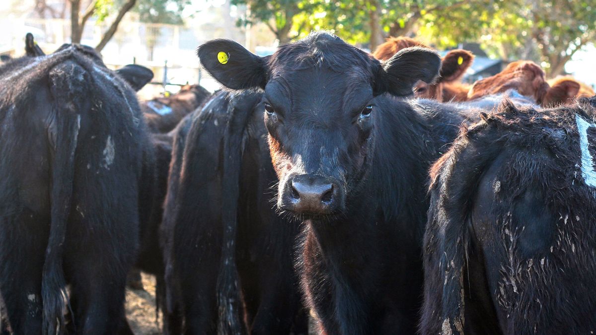 La ganadería está en un momento de incertidumbre por el congelamiento de precios y el efecto de la sequía.