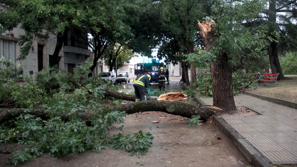 En Vélez Sarsfield al 600 cayó un árbol y obstruyó la calle.