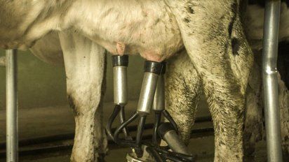 Córdoba tiene menos tambos que Santa Fe, pero más vacas en producción