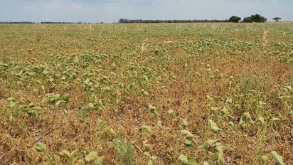 Déjà vu para el campo: preocupación por clima y dólar en plena campaña