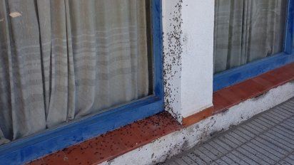 El Correo de Cabrera debió cerrar por una invasión de hormigas
