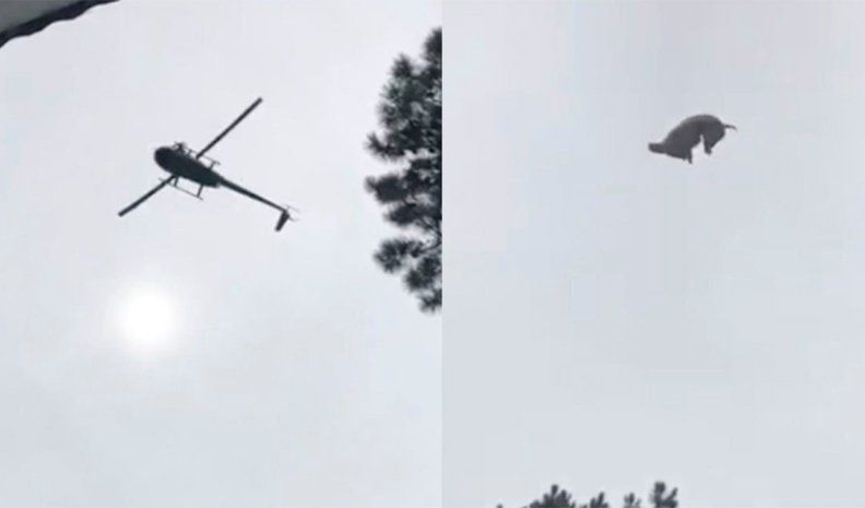 La Justicia investiga el caso del cordero lanzado desde un helicóptero
