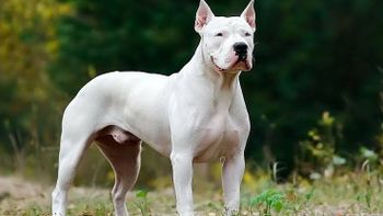Murió una nena de dos años tras brutal ataque de dogos en Córdoba Murió una nena de dos años tras brutal ataque de dogos en Córdoba