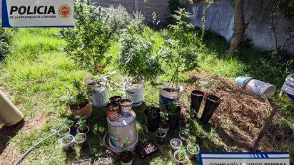Un detenido tras secuestrar plantas de marihuana en el sur de la ciudad
