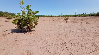 Otro recorte para la producción de soja: serían 21,5 millones de toneladas