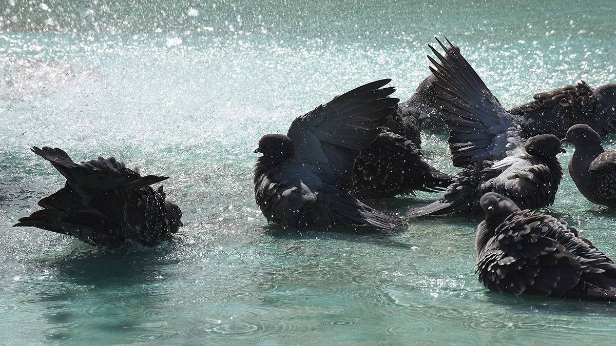 En la fuente de la plaza Roca