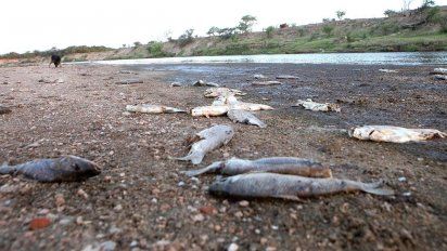 Peces muertos: Ambiente no detectó, a priori, contaminación en el río