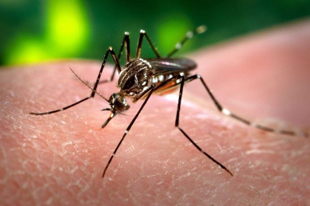 La ciudad no tiene circulación activa de dengue