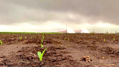 El maíz va camino a una siembra récord por lo económico y el clima