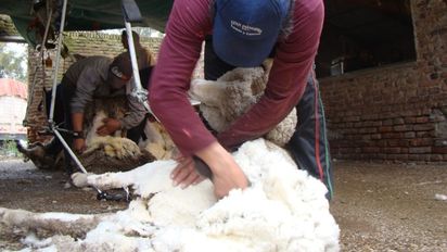 Ovinos: cómo lograr una lana de mejor calidad