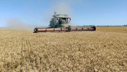 Córdoba apenas cosechará el 23% del trigo, comparado con el año previo