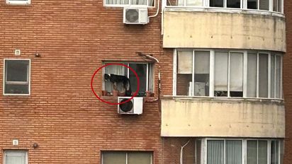 Belgrano: Rescataron a un perro que estaba al borde de una ventana en un sexto piso