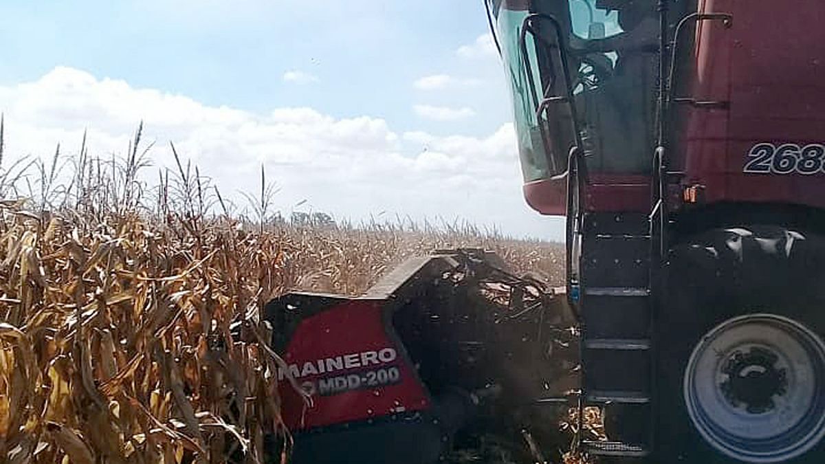 El agro argentino perdió terreno frente a Brasil y hoy no encuentra ni gasoil para cerrar la cosecha de maíz.