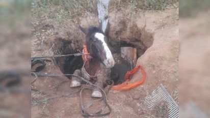 Rescataron a un caballo que había caído en un pozo